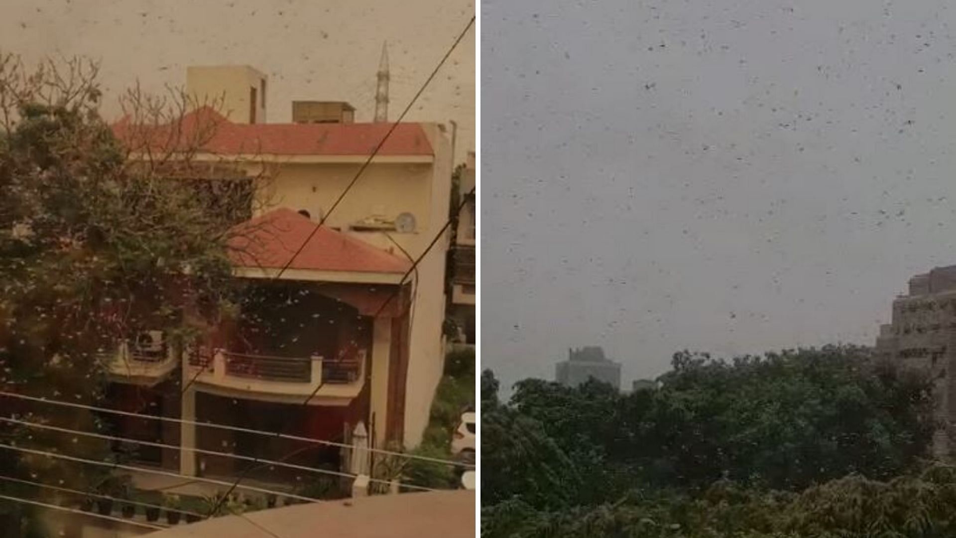 Residents of Gurugram were surprised due to the sudden attack of locusts around 11 am.