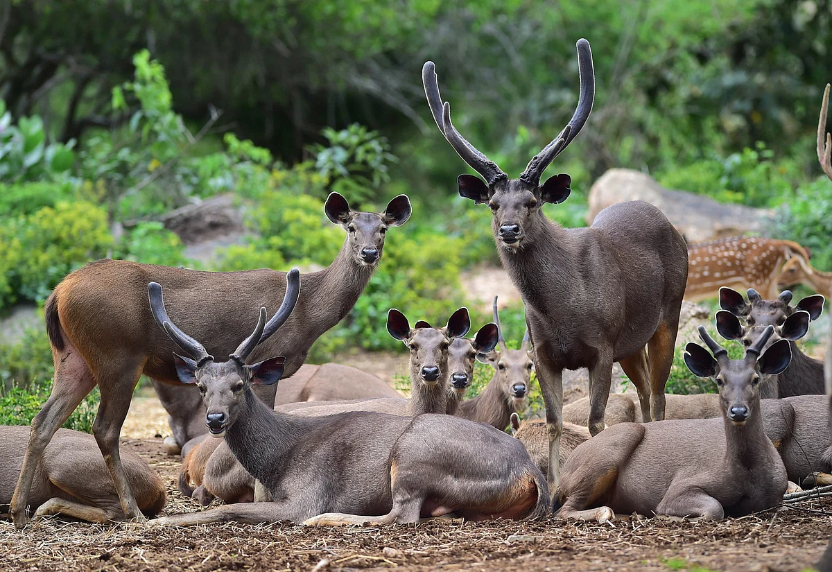 A herd of Sambhar Deer rest inside the Bannerghatta Biological Park, which reopened after a gap of almost 80 days, amid the ongoing COVID-19 nationwide lockdown, in Bengaluru.
