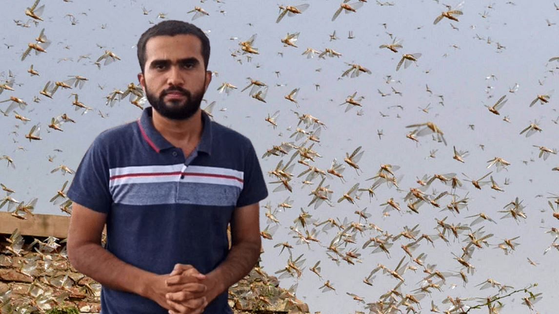 Swarms of Locusts Attack MP Again: The Quint’s Ground Report 