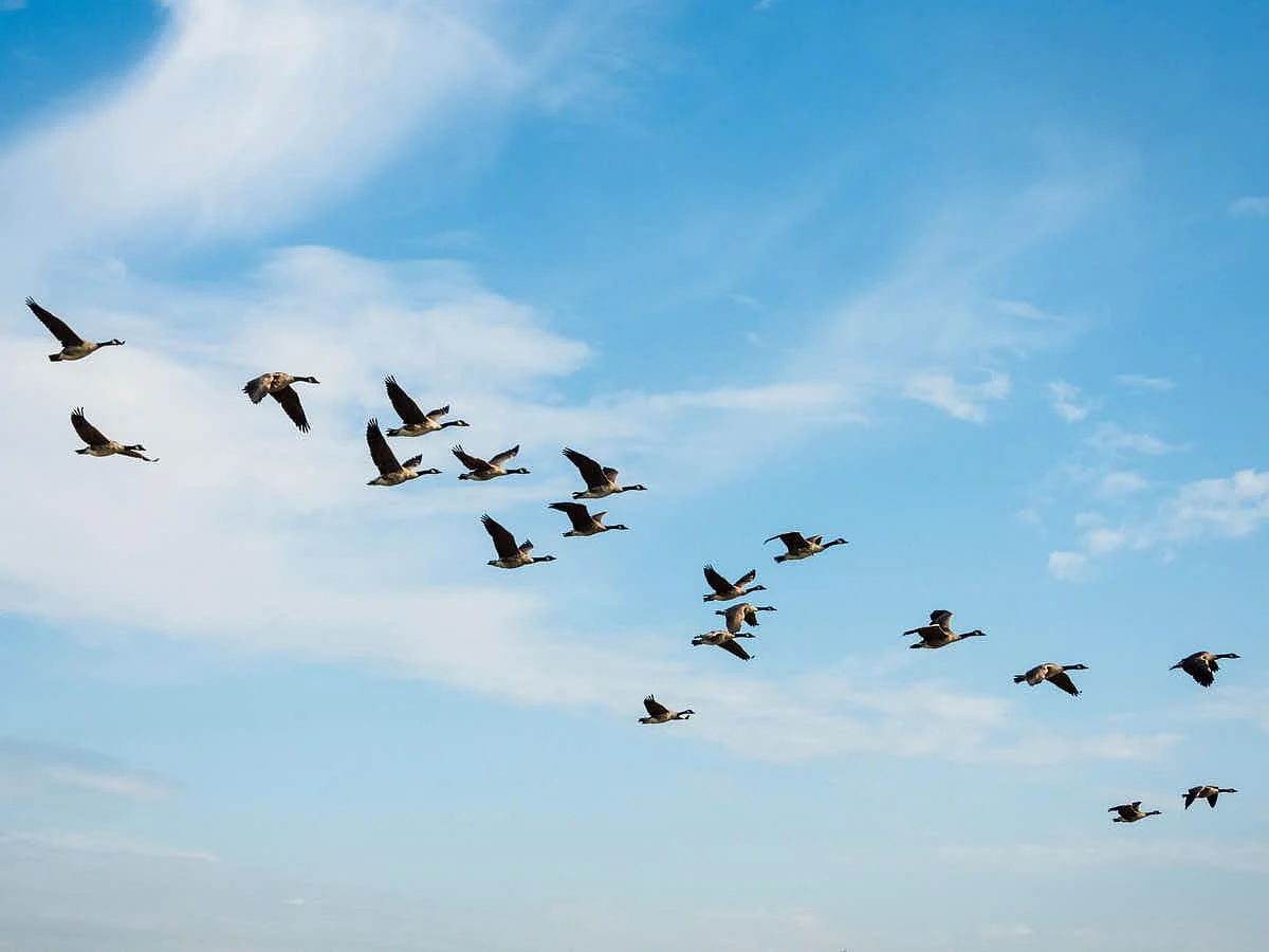 Resistant microbes don’t need planes to travel. <br>