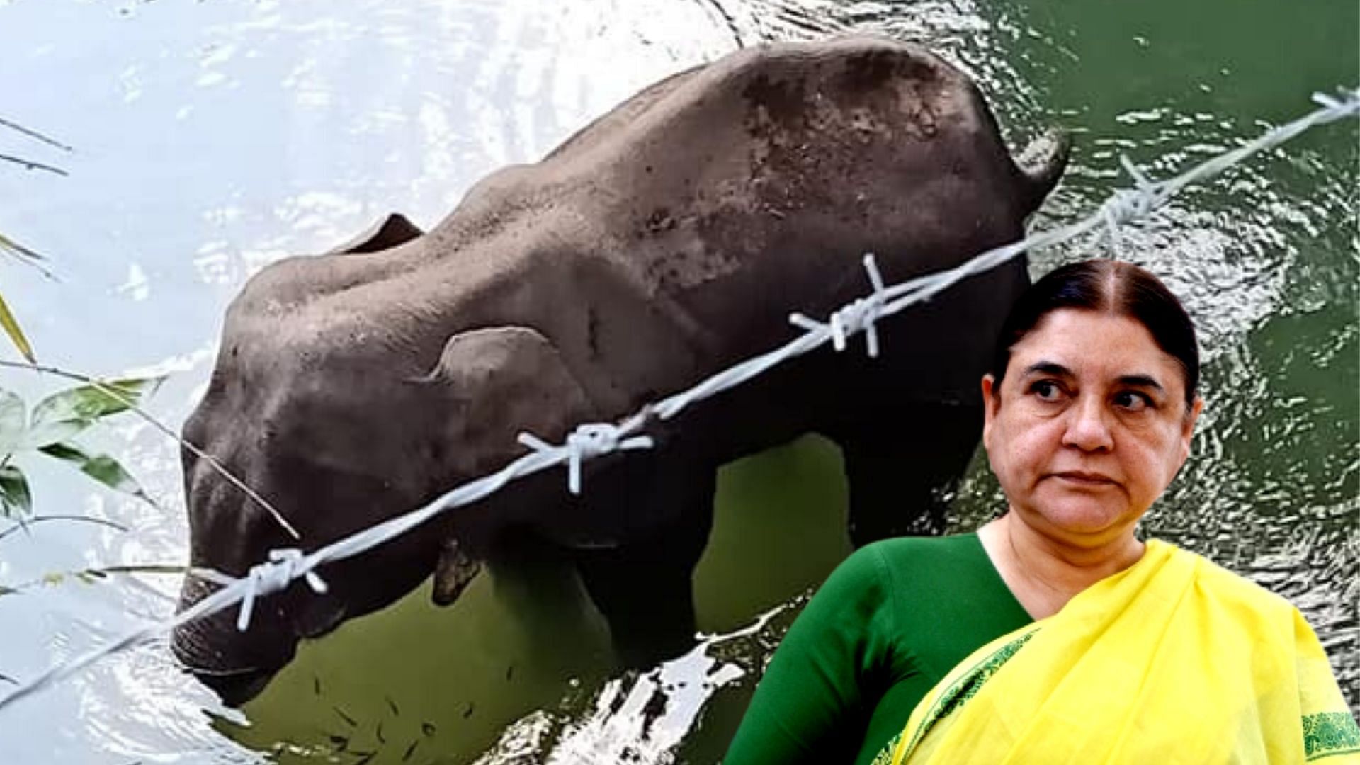 Maneka Gandhi demanded the resignation of forest officials over the death of a pregnant elephant in Malappuram.