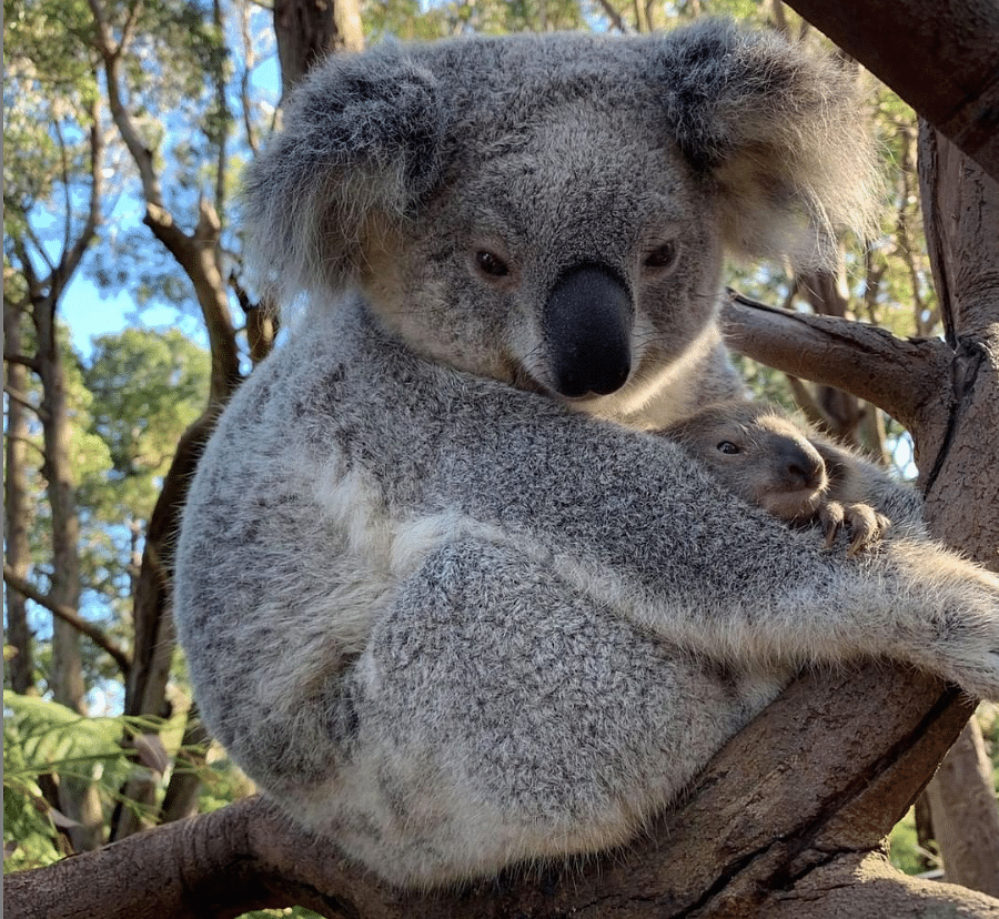 The Australian Reptile Park has welcomed  Ash, the first koala joey born after the devastating wildfires.