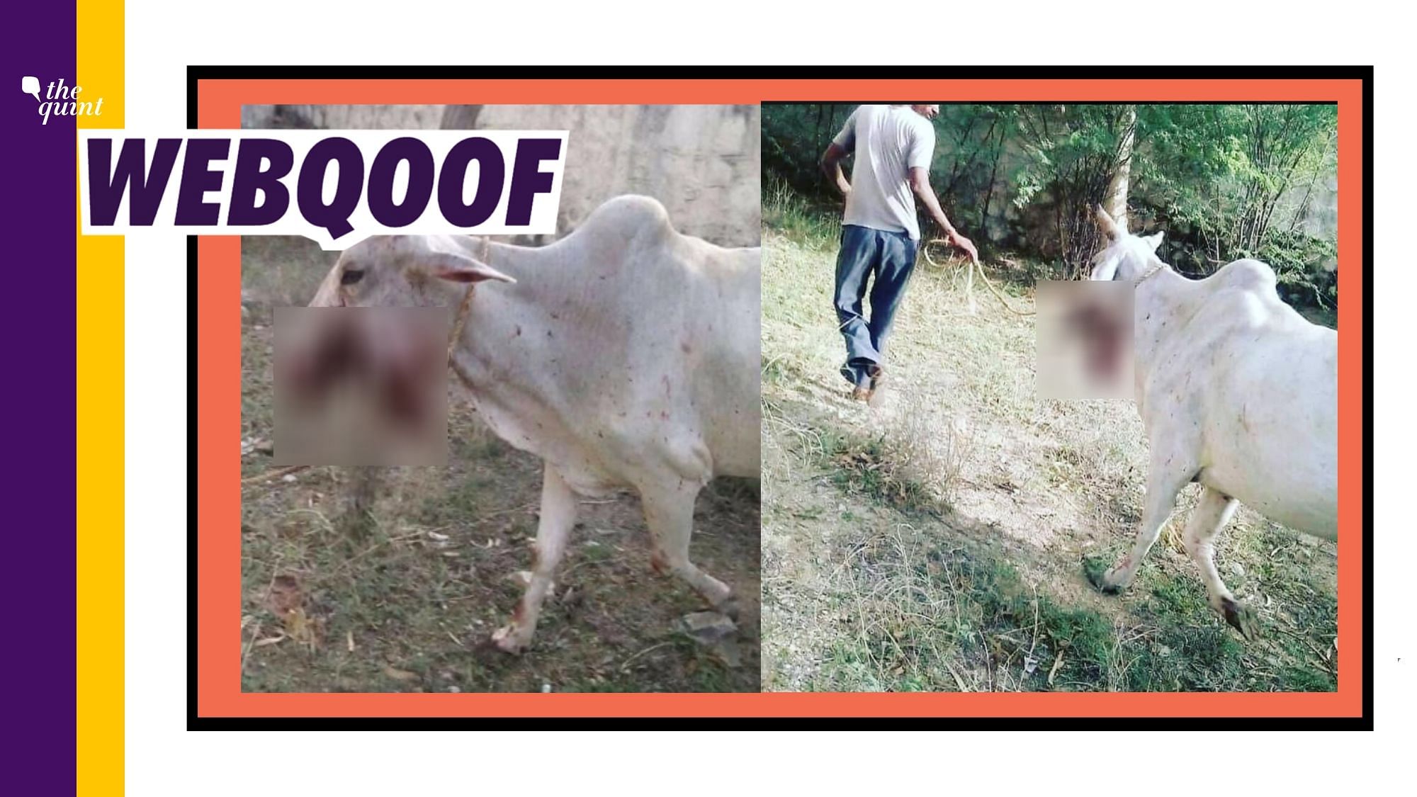 A set of old images are viral with the false claim that thy show the cow who was injured in the recent Himachal Pradesh incident.