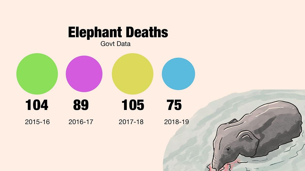 All fake news related to  death of a pregnant elephant in Kerala debunked here.
