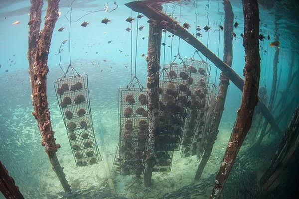 Underwater pearl farm.
