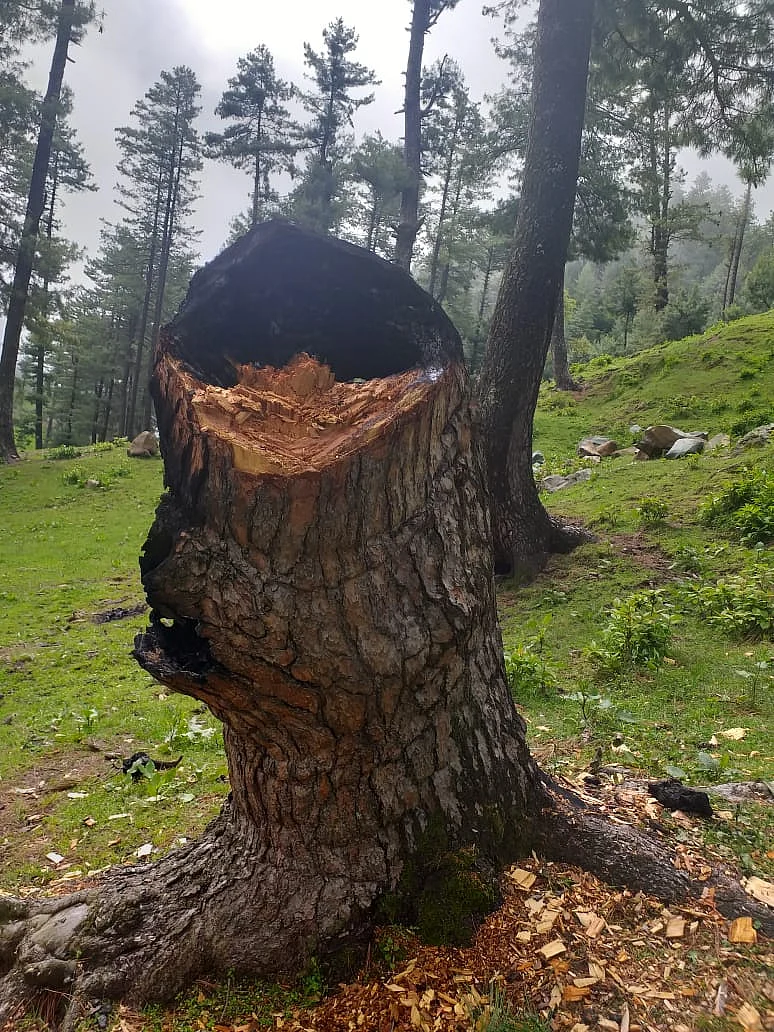 Smugglers burn the tree stumps to give an impression that the trees have been cut long ago.