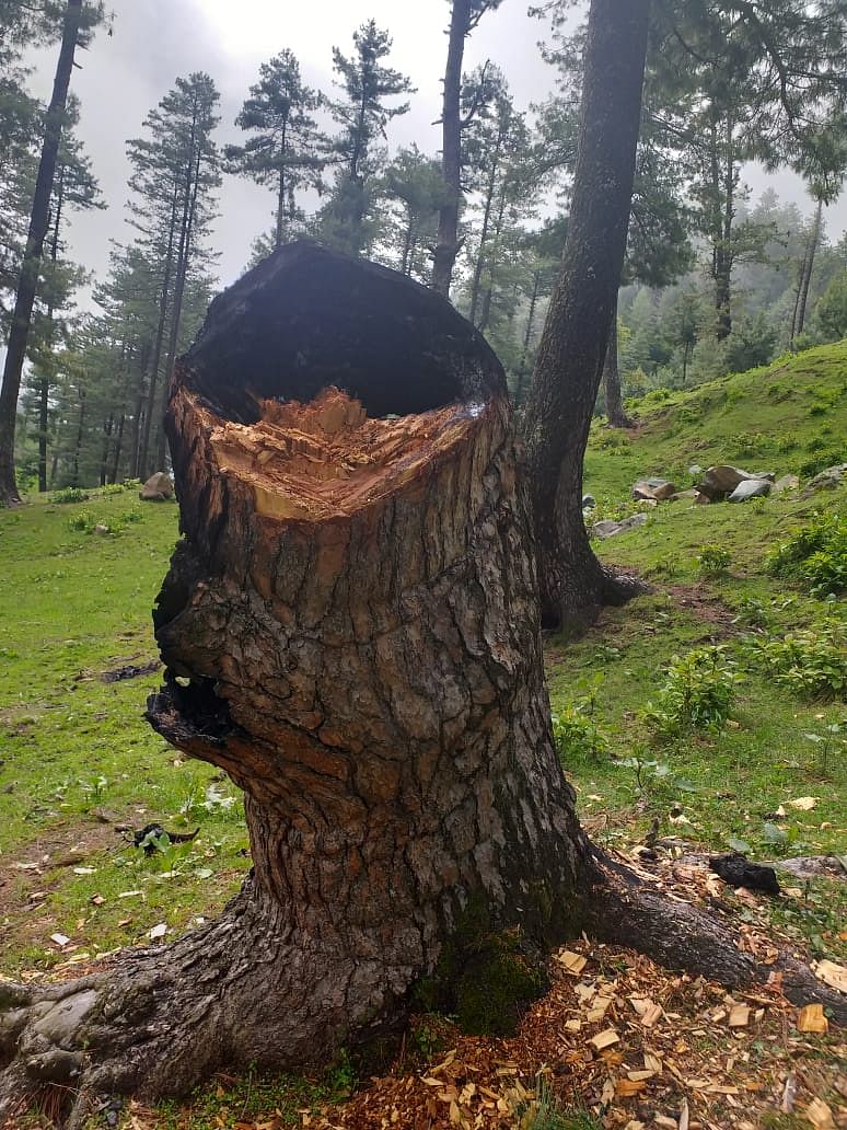 There has been a spike in illegal tree-felling across Kashmir since the lockdown.
