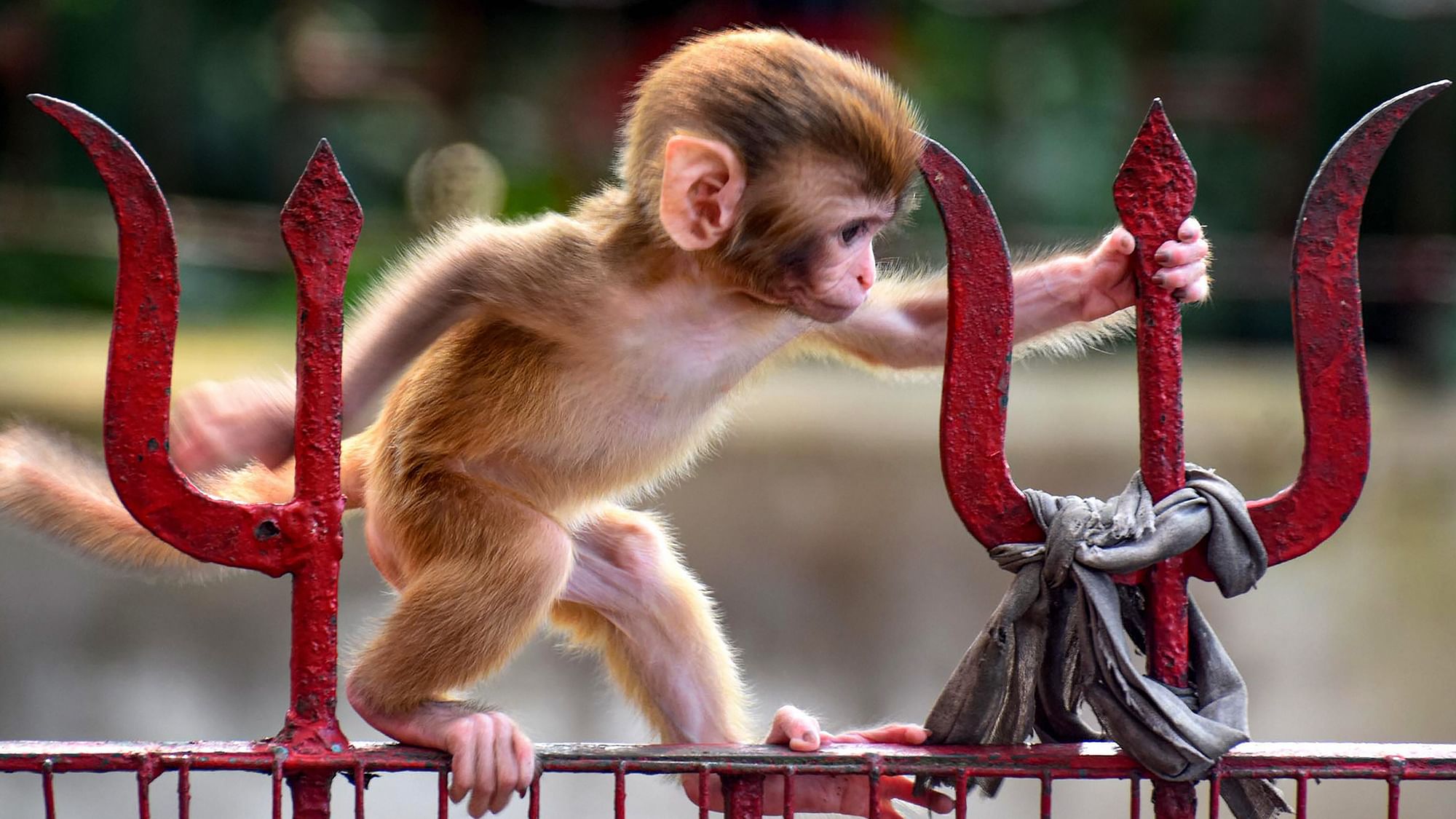 A baby monkey tries to walk on a gate of Navagraha temple, during the fifth phase of nationwide COVID-19 lockdown, in Guwahati.