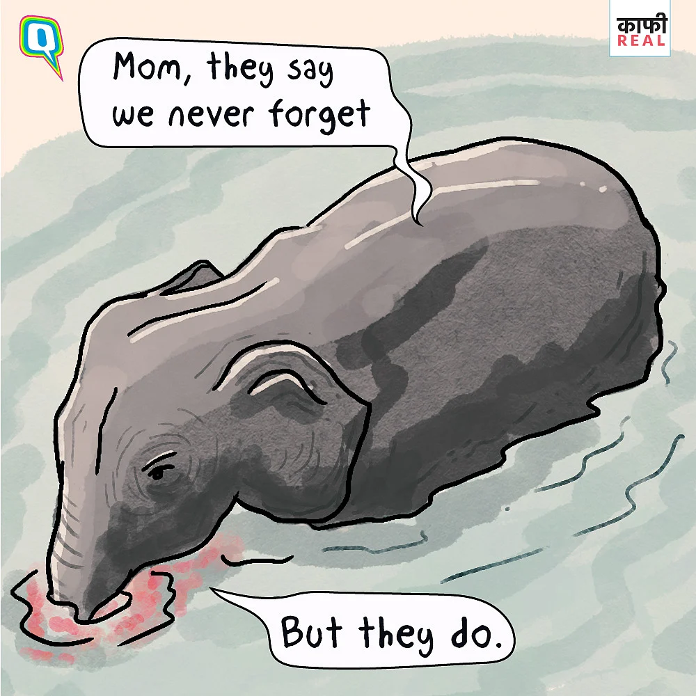 Killing an Elephant With Explosive-Stuffed Fruit Exposes New Low