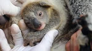 Australian Zoo Welcomes 1st Koala Joey After Wildfire
