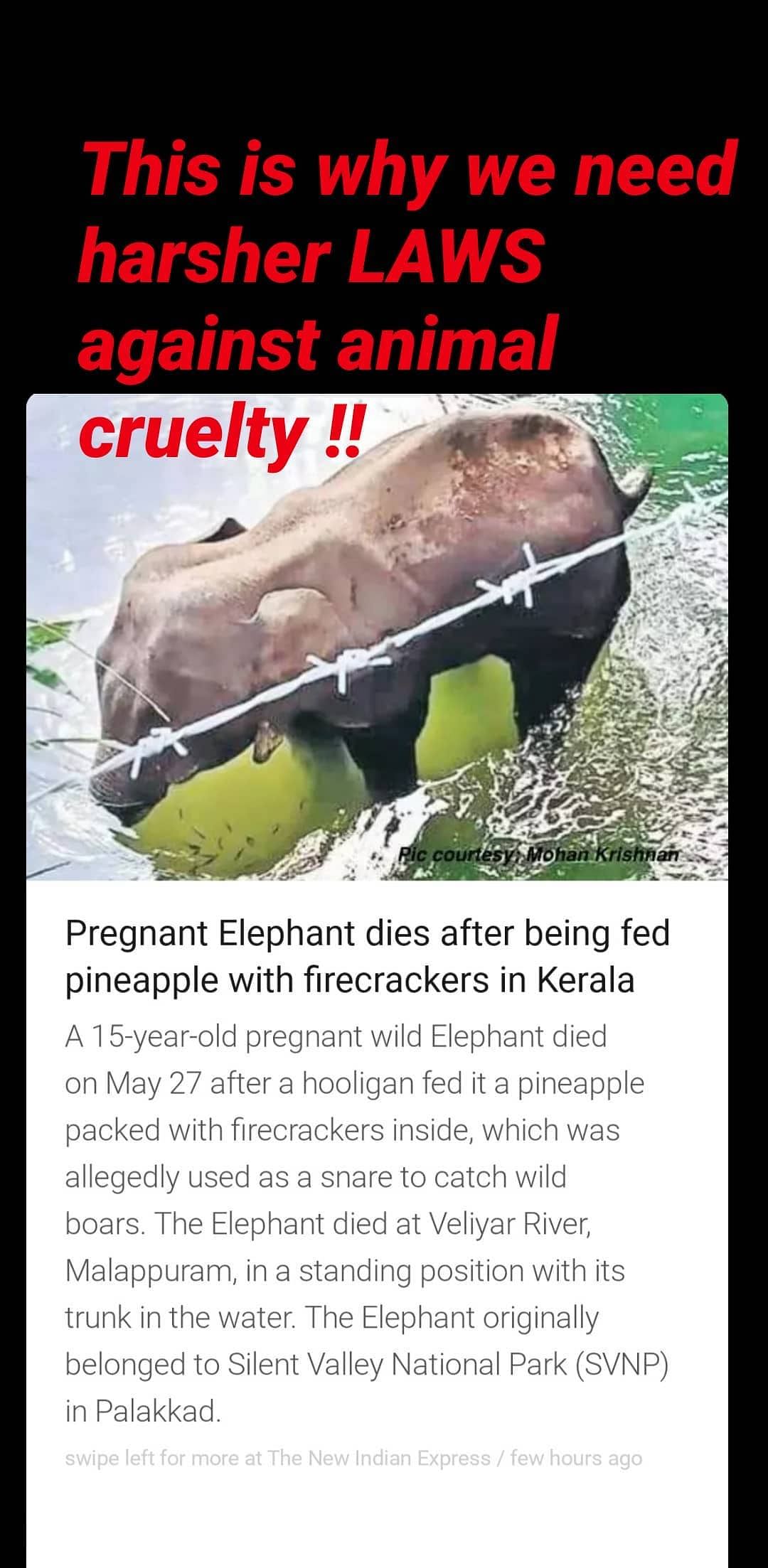 A pregnant elephant died in Kerala after she was fed a pineapple stuffed with firecrackers. 