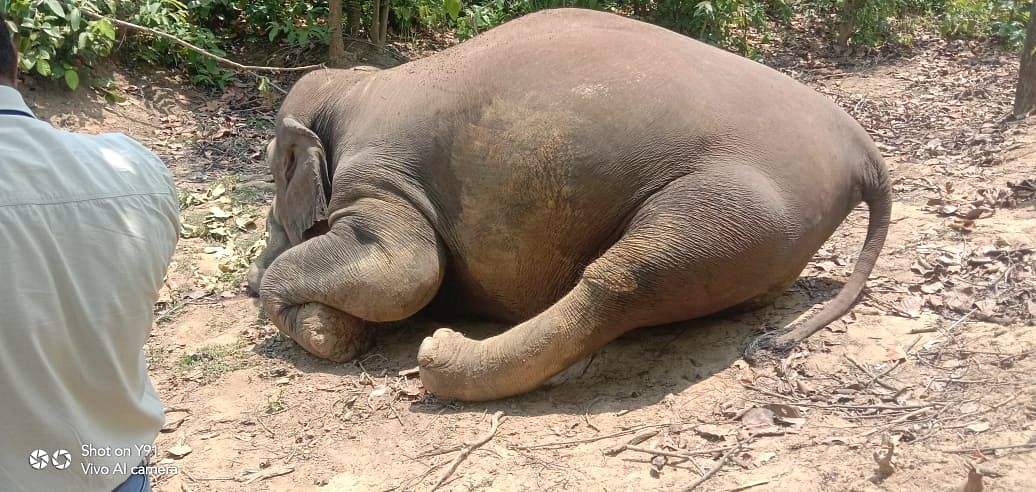 Earlier, another pregnant elephant had died in Kerala. 