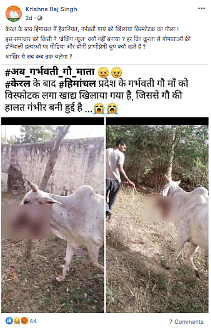 Gurdayal Singh, the owner of the injured cow in Bilaspur, said that the one seen in the viral images is not his. 