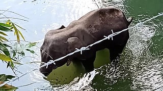 Second Elephant Death In Kerala Crackers The Likely Cause Report