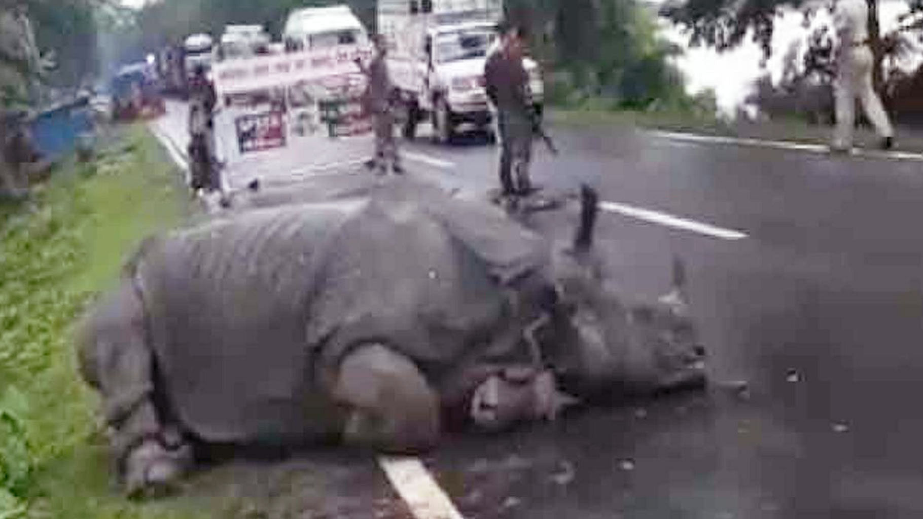 An exhausted rhino falls asleep on road near NH 37.