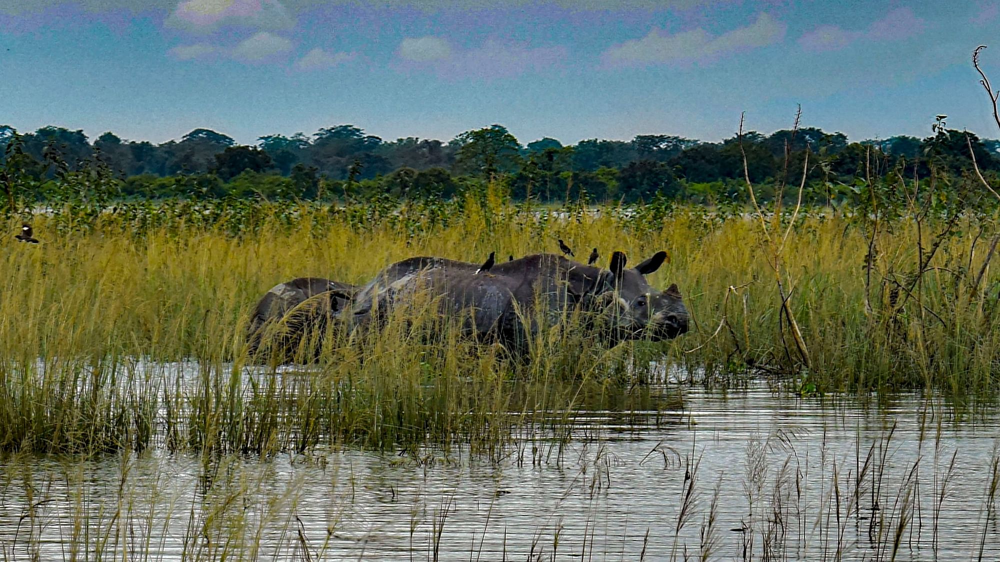 Rhinos wade through flood-ravaged Kaziranga National Park, Tuesday, 21 July.