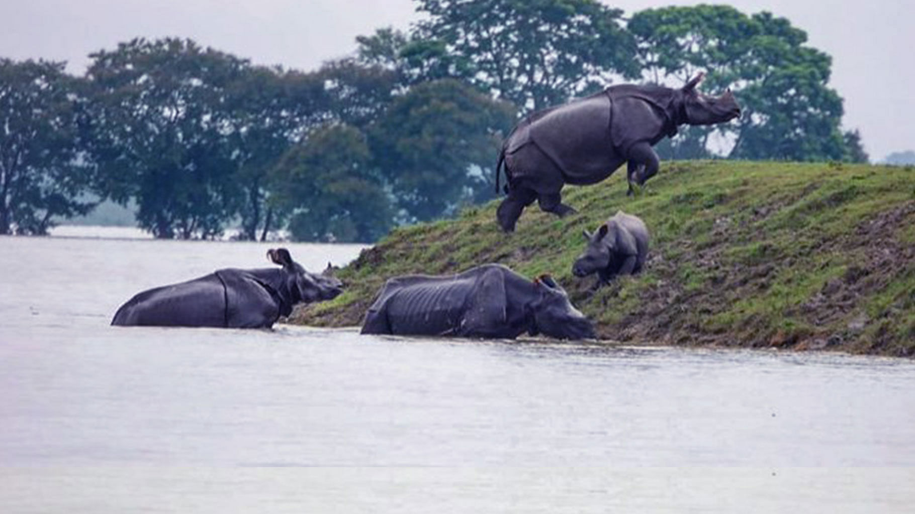 Wildlife at Kaziranga Park
Hit Badly by Assam Floods