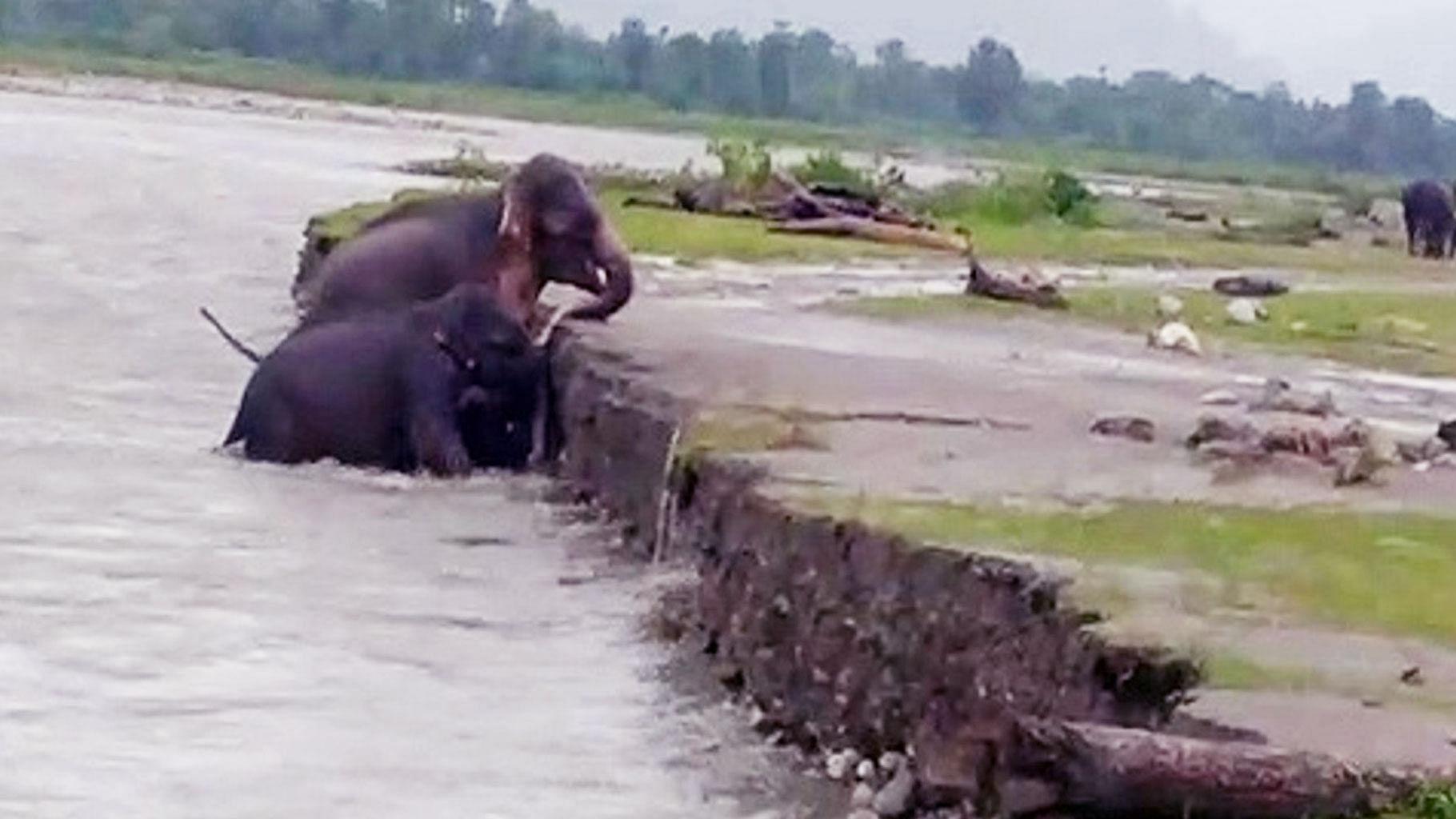 Assam floods has severely impacted wildlife. In many parts of the state, locals offered food to stranded elephants.