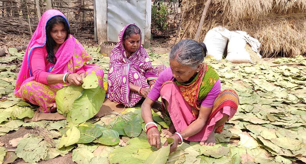 The ease of work in collecting sal leaves helps older women like Sushila Mahato (extreme right) earn better.