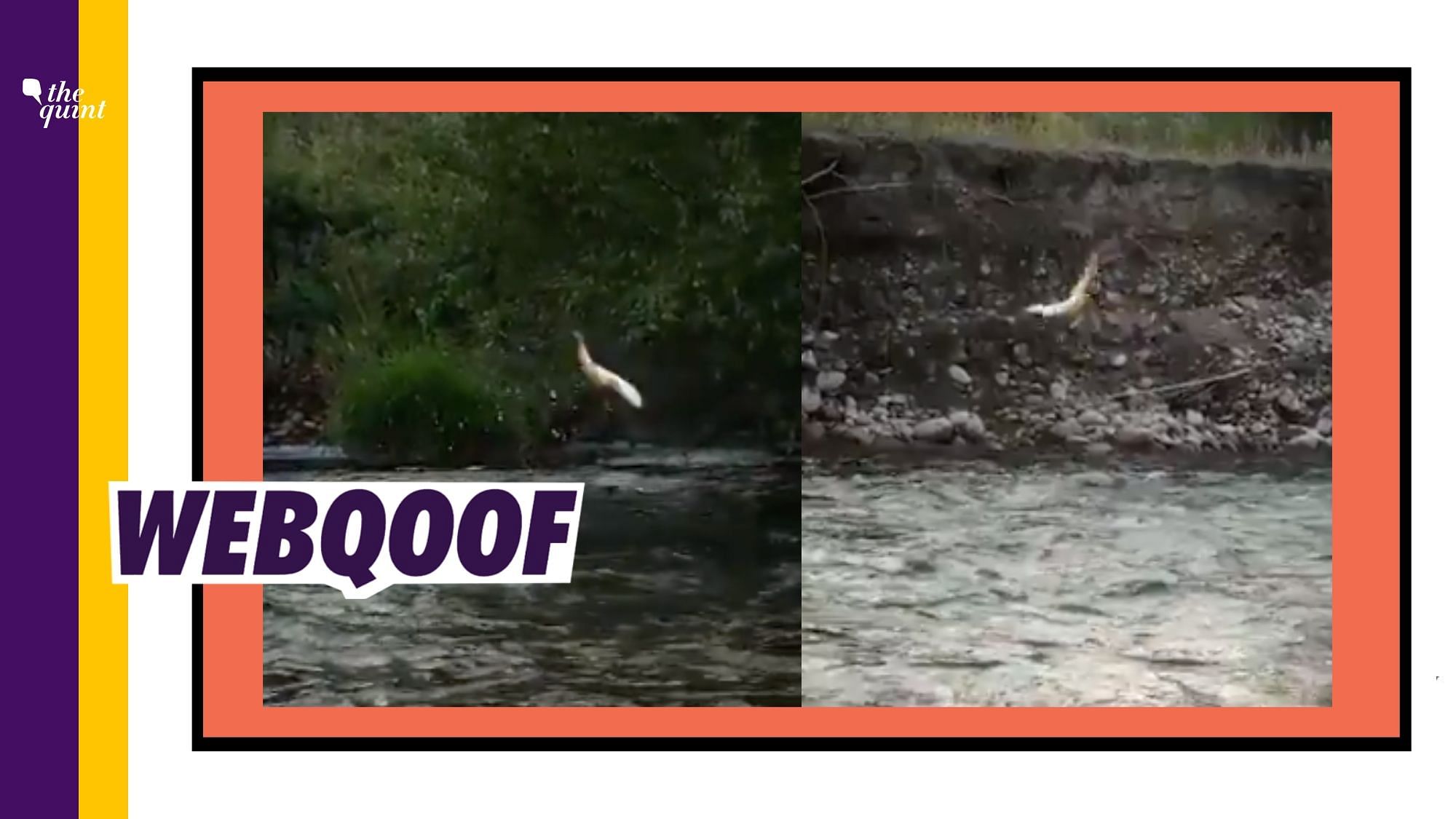 A viral video of a brown trout was falsely claimed to be from Beas river near Manali.