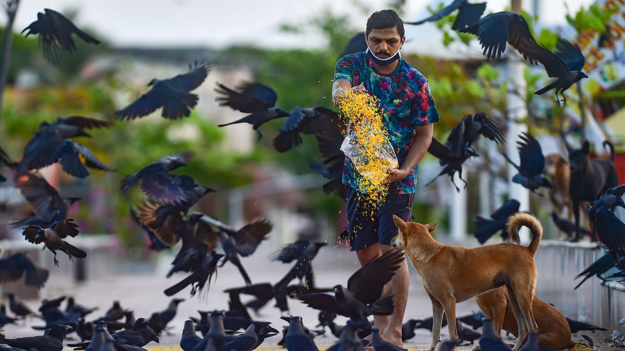 A volunteer feeds a flock of birds near Besant Nagar beach during the ongoing total lockdown, in Chennai.