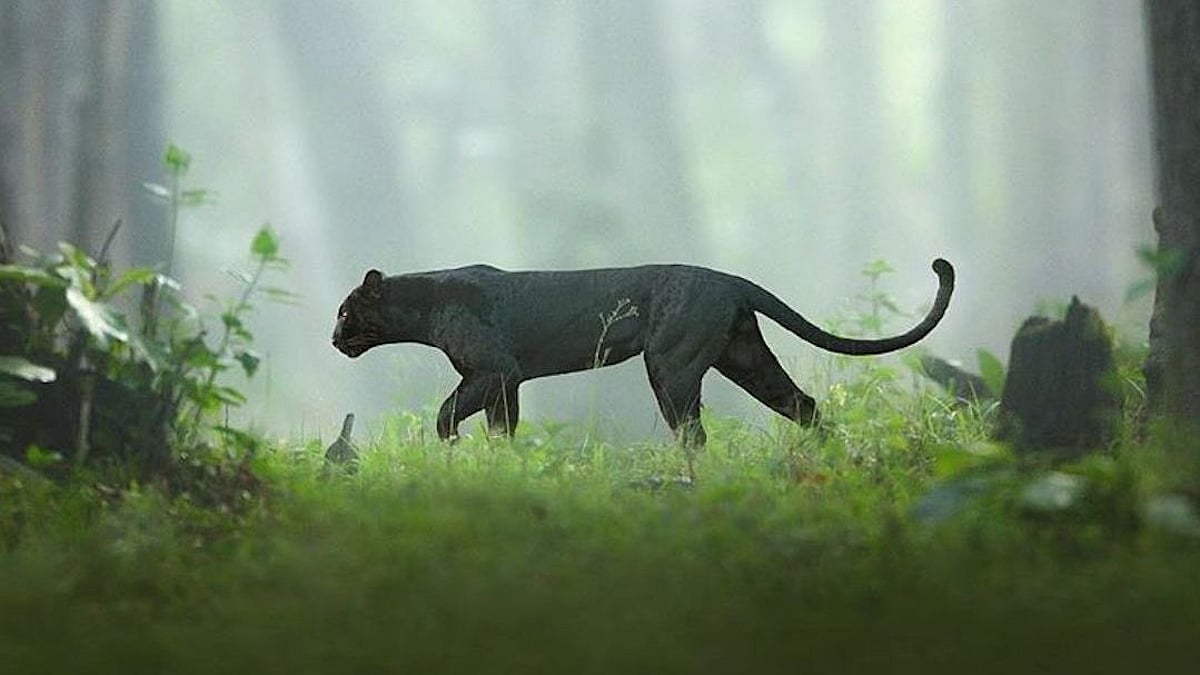 Black Panther In Karnataka Photo Rare Pic Of Black Panther In Karnataka Goes Viral People Say It Reminds Them Of Bagheera From The Jungle Book