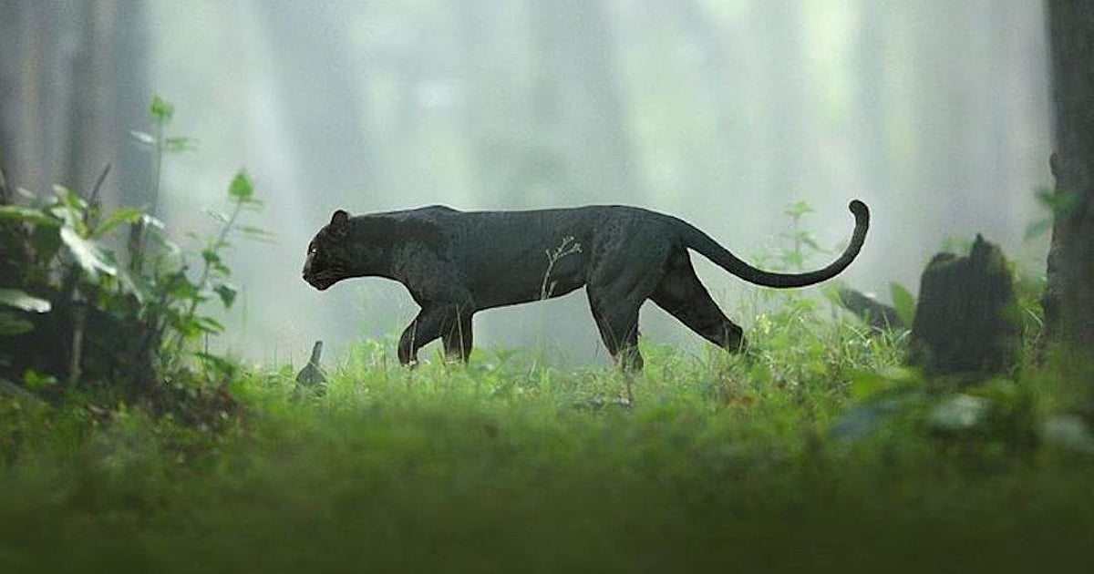 Wallpaper Tactical roar unknown Free HD Get Wallpaper Tactical roar unknown Free