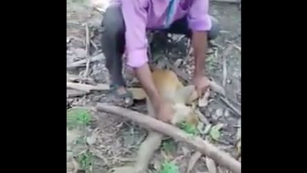 In a horrifying video being circulated on social media, a monkey can be seen tortured by several men.