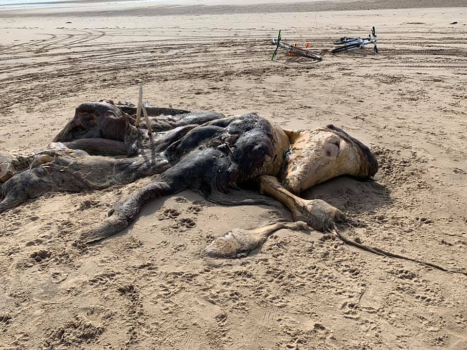 15-Foot-Long Creature Washed Up On Beach Leaves Netizens ...