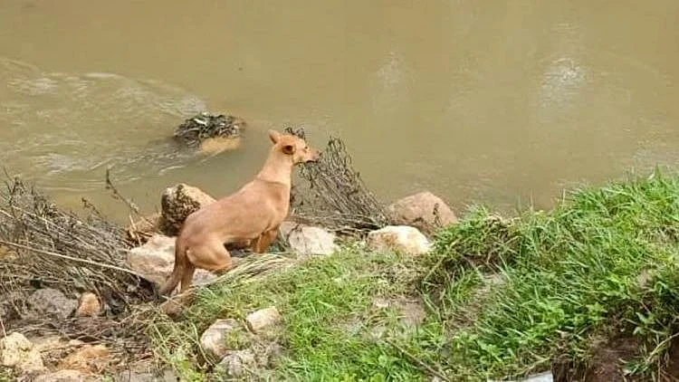 It was Koovi, a dog that has been waiting for days at the site of the landslide, that helped rescuers reach Dhanushka’s mortal remains.