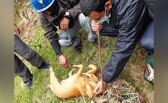 Koovi, a dog waiting for days at the site of the landslide, helped rescuers reach Dhanushka’s mortal remains.