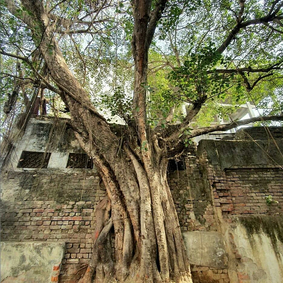 The peepal tree outside Saida’s house, still there.