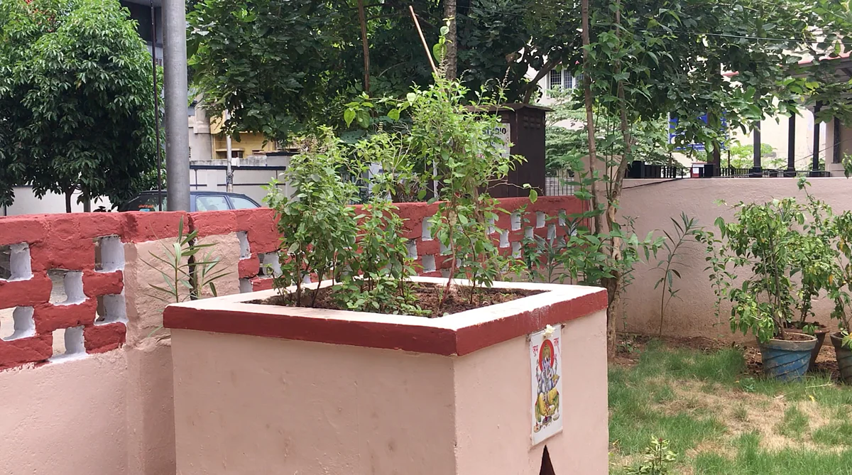 A tulsi is mandatory in most homes back in the day. While it is worshipped, eating a few leaves is a daily habit.