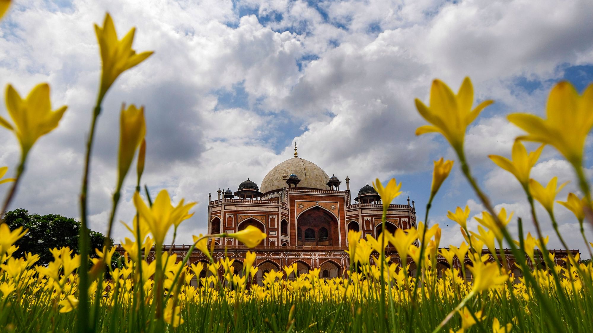 Rain Lily flowers in bloom at the Humayun Tomb during monsoon season in New Delhi.  