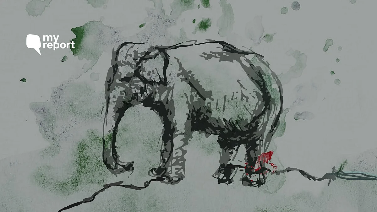 In January 2020, a wild elephant was captured by Kapilash Zoo in Dhenkanal district, Odisha, because of man-animal conflict.