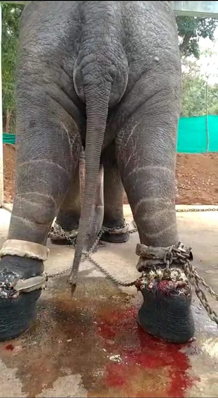 They feed the elephant very less food and water so that he is always hungry and will surrender to the humans.