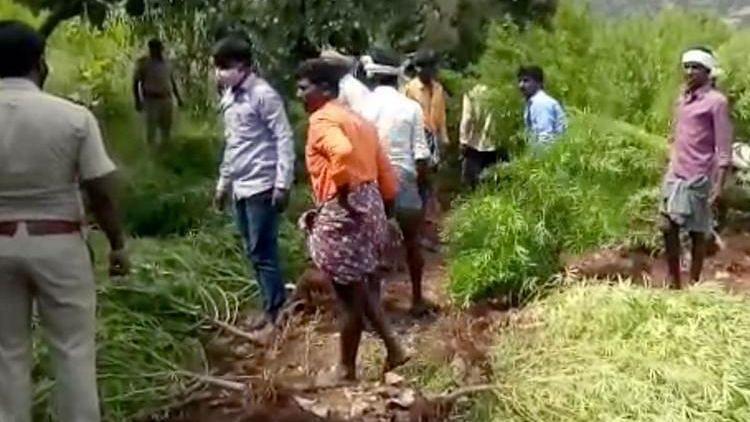 Karnataka police in Chitradurga unearths 9872 kg Ganja&nbsp;