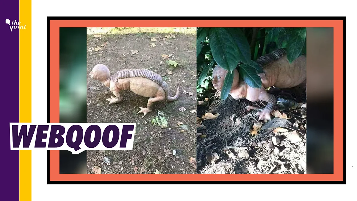 Recently, it went viral as a dangerous creature escaped from Gujarat and attacking farmers in Rajasthan.