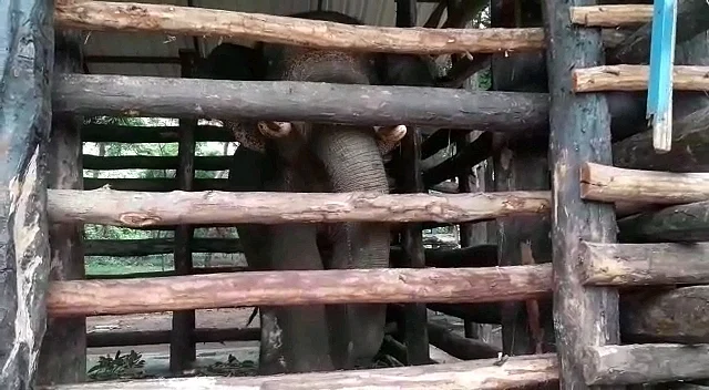 Rakesh has now been kept in an enclosure with no space to move.