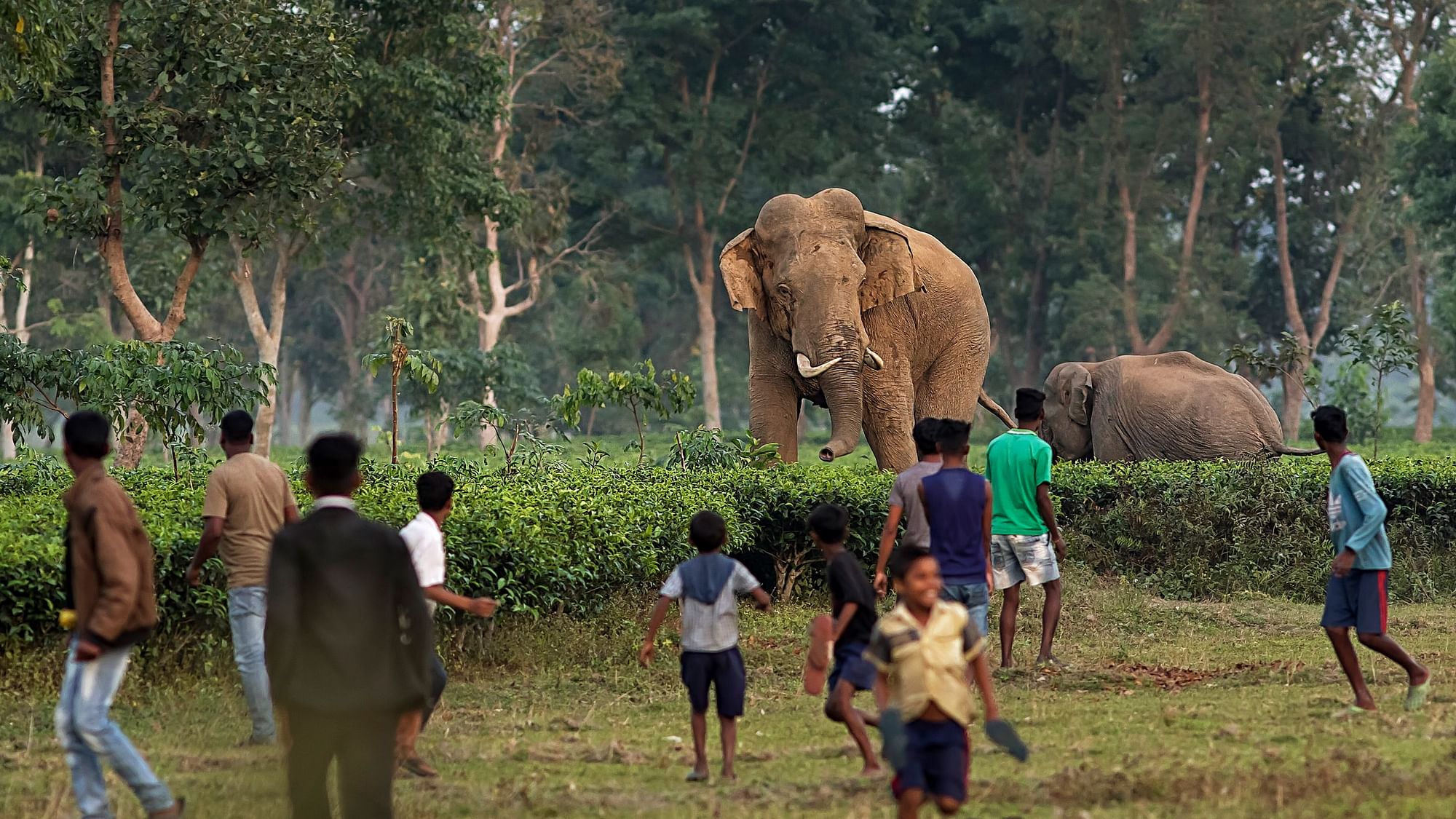 Villagers of Bijaynagar tea garden near Naxalbari watch as a herd of wild elephants walk towards them. Between 2014 and 2019, 2,361 humans were killed as a result of conflict with elephants, while 510 elephants were killed at the same time.