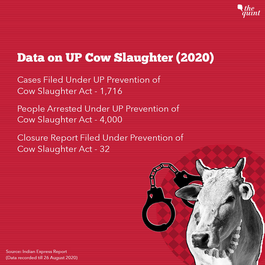 The court stated that cows create a menace to the traffic and deaths have been reported due to them.