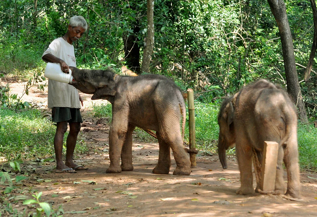 An animal keeper feeds 6-month old elephant calves rescued from Amchang Wildlife Sanctuary, at the Assam State Zoo in Guwahati, Thrusday, 1 October. 