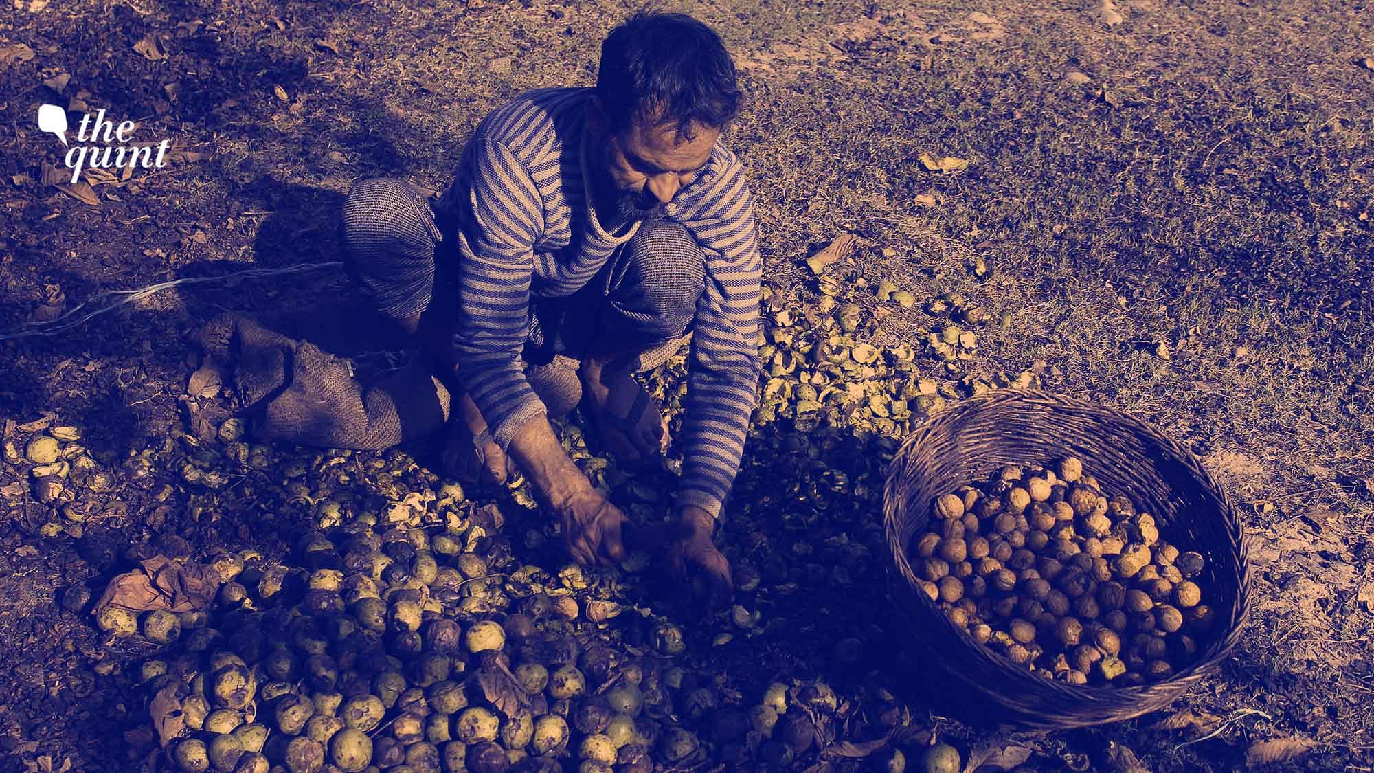 Image of a Kashmiri walnut farmer used for representational purposes.