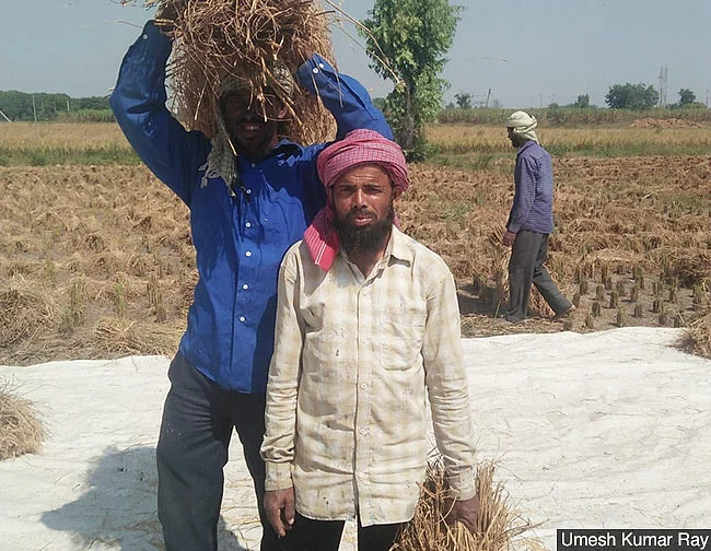 The COVID-19 lockdown forced painter Mohammad Raqib, 57, (centre) to return home to Dumaria, Bihar from Delhi. Unable to find work for four months, Raqib could not find painting work again in Delhi either. He now harvests rice in Karnal, Haryana