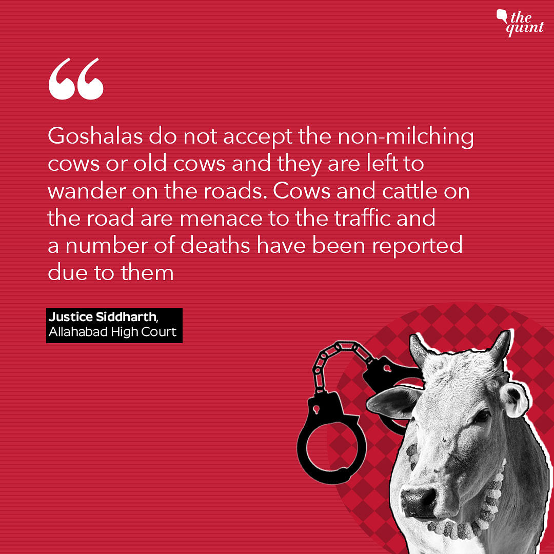 The court stated that cows create a menace to the traffic and deaths have been reported due to them.