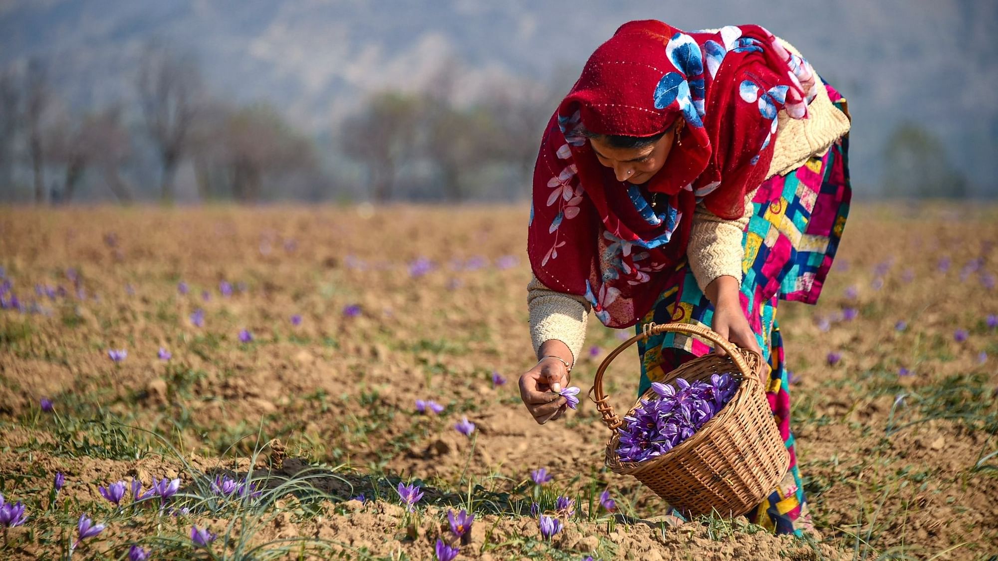 A woman plucks saffron flowers from a field at Pampore in Pulwama district of south Kashmir, Tuesday, 27 October, 2020. 