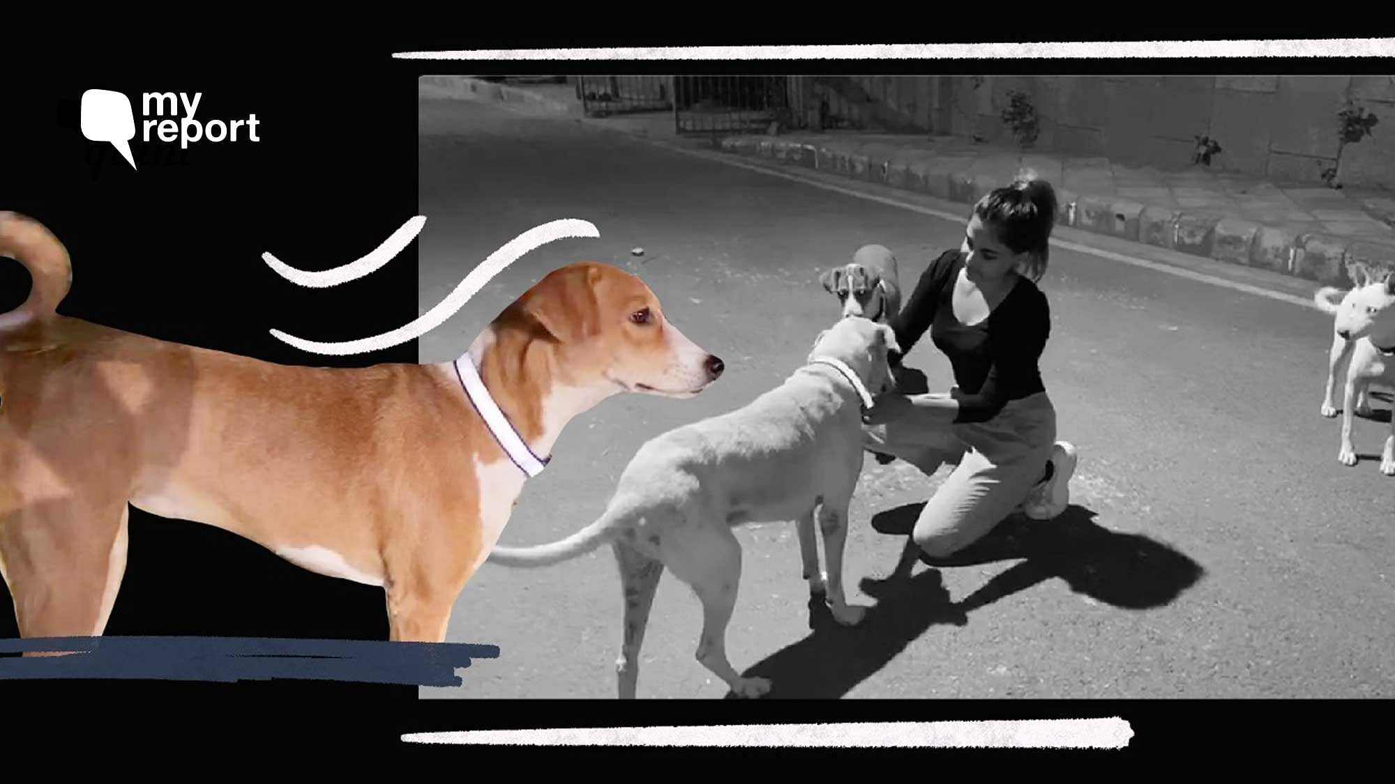 Vibha Tomar has tied over 1,000 reflective collars around the neck of stray animals.