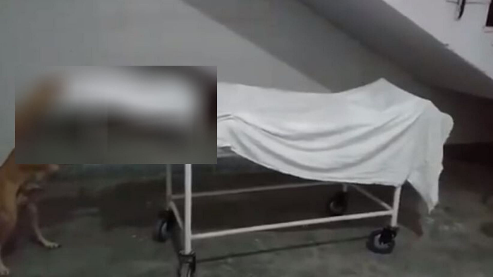 Dog nibbling on a dead body of girl in UP hospital