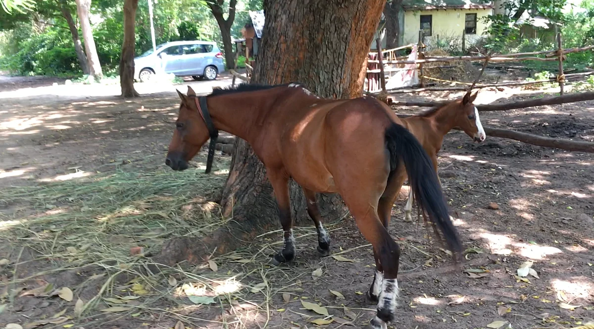 The adorable horse Maara was discovered with a bad maggot wound.