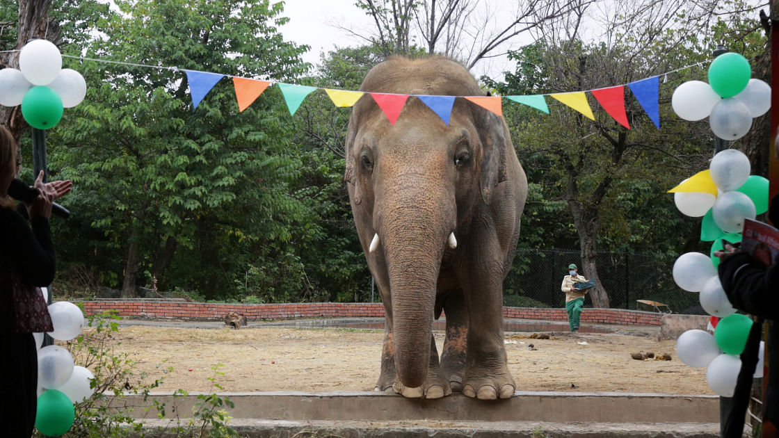 Pakistan's Lonely Asian Elephant Kaavan Gets a Farewell Party